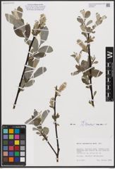 Foto von Salix cantabrica Rech. f.